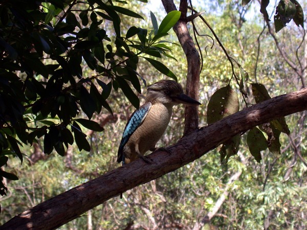 Blue-Winged Kookaburra